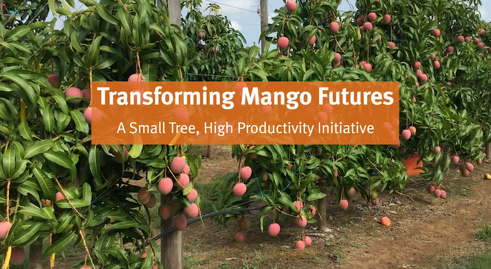 trellis mangoes