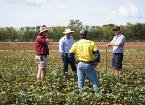 North Queensland agricultural market and supply chain study