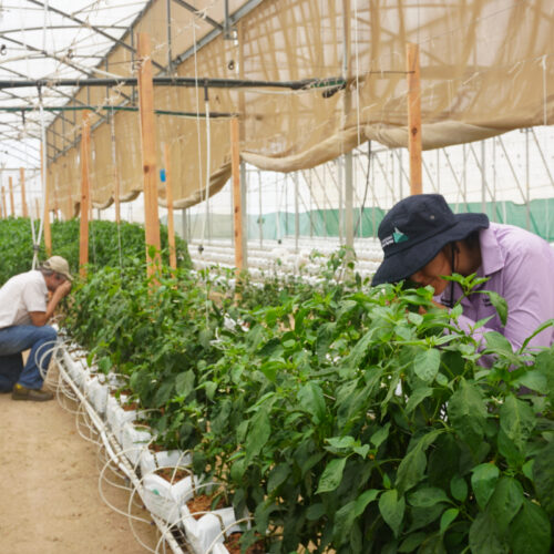 Strengthening Northern Australia’s horticultural sector through assessing protected cropping value chain linkages and pathways for adoption