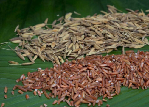 Northern Australia rice industry situational analysis study