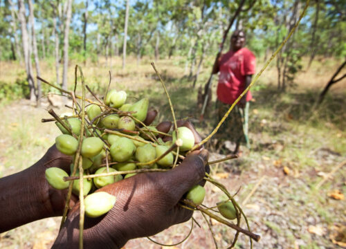 Improving the efficiency of Kakadu Plum/Gubinge value chains to grow a robust and sustainable industry