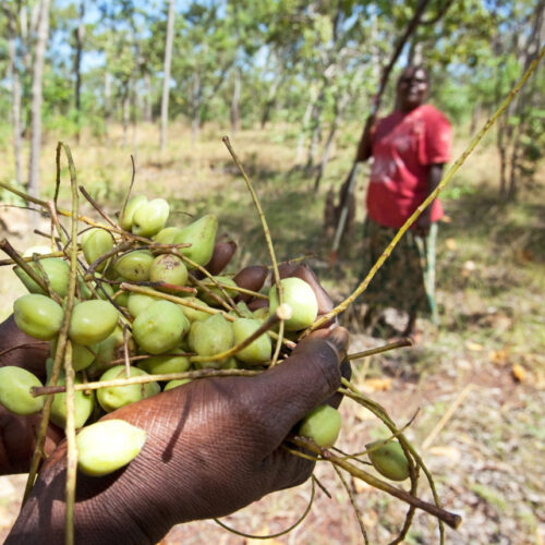 Improving the efficiency of Kakadu Plum/Gubinge value chains to grow a robust and sustainable industry