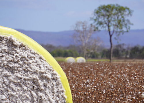 De-risking broadacre cropping options in northern Queensland