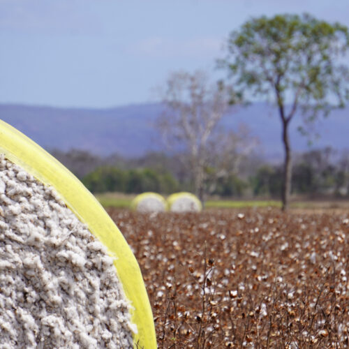 De-risking broadacre cropping options in northern Queensland