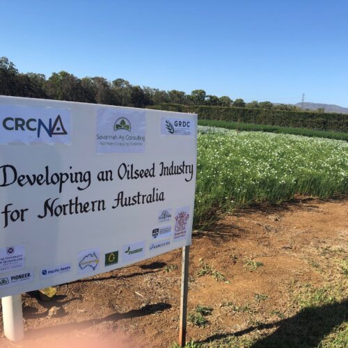 Developing an oilseed industry in Northern Australia