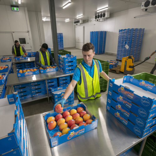 Sustainable export supply chains for Calypso mango to China