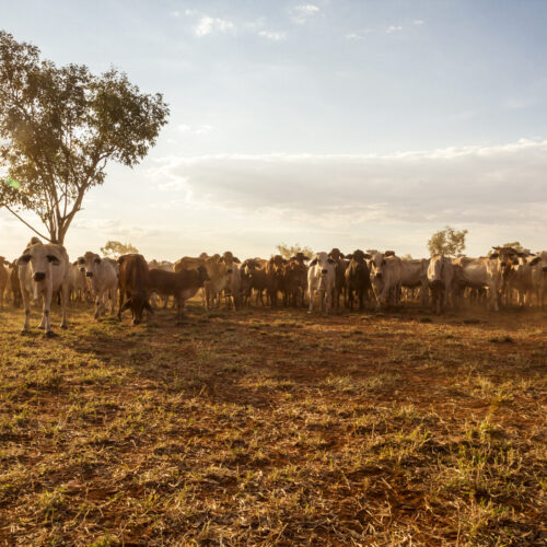 Northern Australian beef sector industry situational analysis study