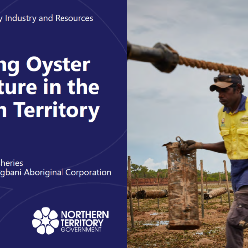 Expanding oyster aquaculture in the Northern Territory
