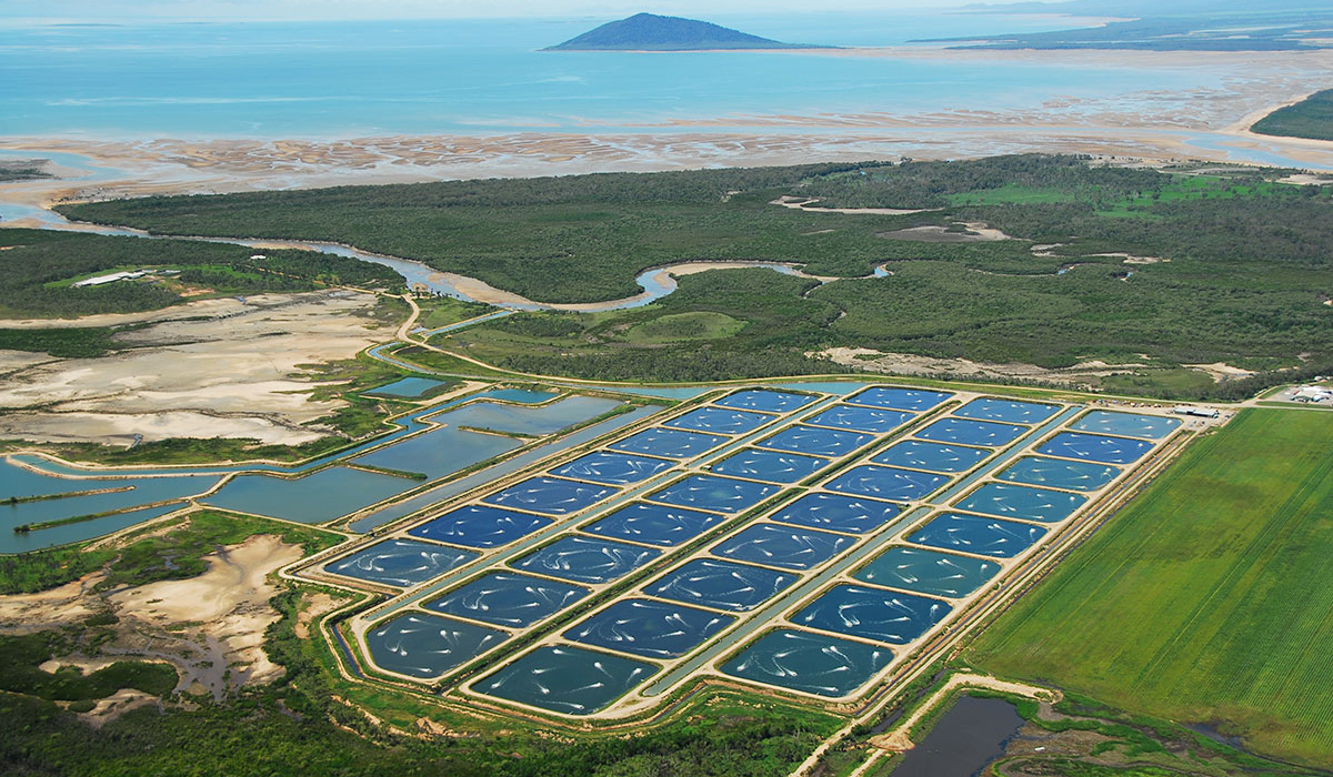 prawn farm Halifax Qld