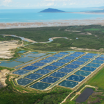 prawn farm Halifax Qld