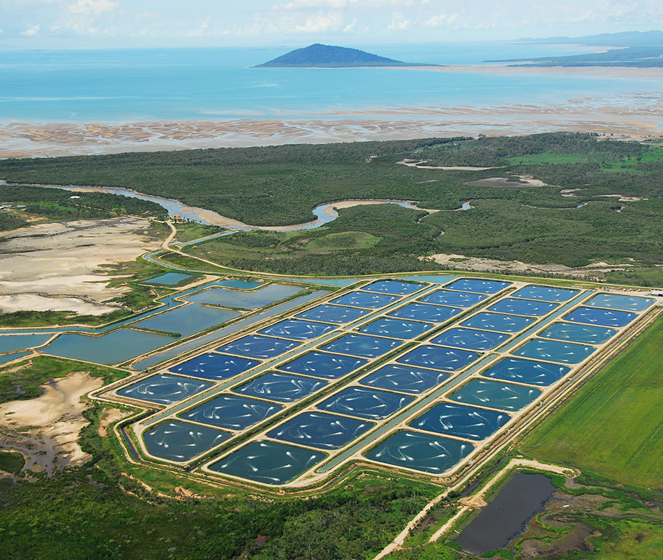 prawn farm Halifax Qld