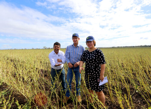 Spicing up Northern Australia with high-value condiment crops