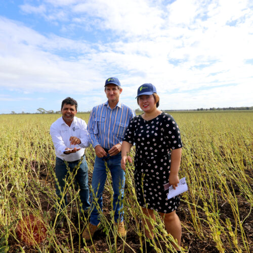 Spicing up Northern Australia with high-value condiment crops