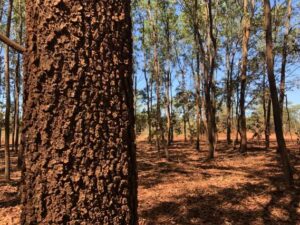 Acacia mangium plantation