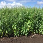 crop of black sesame in field