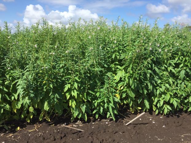 crop of black sesame in field