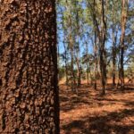 Acacia magium plantation on Tiwi Islands, NT