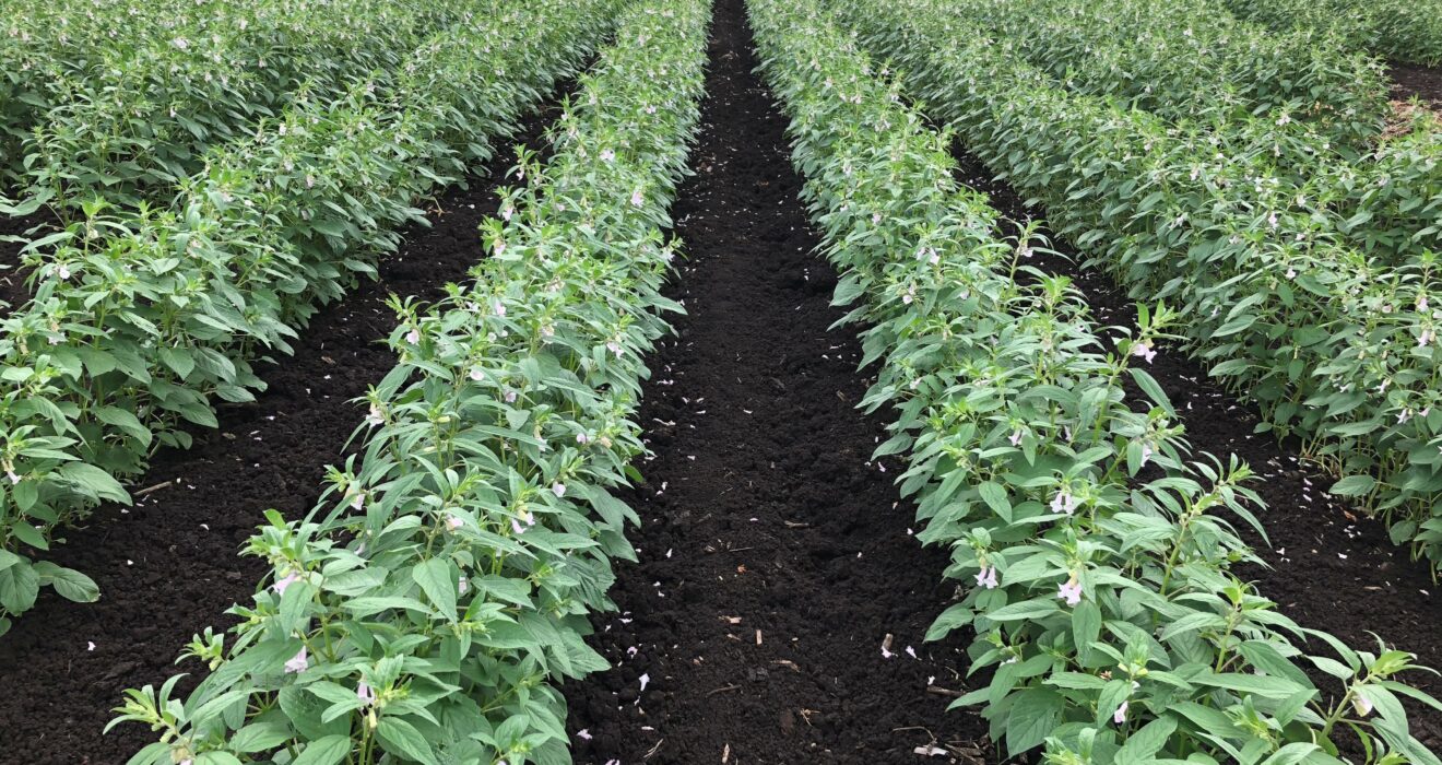 Black sesame crop growing in Central Queensland