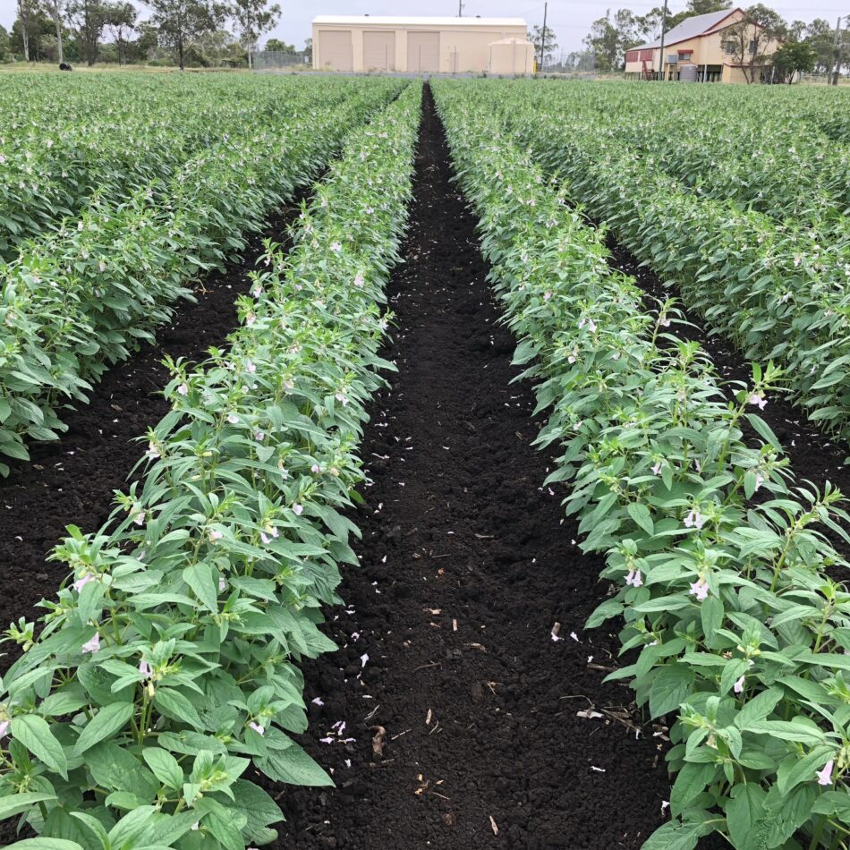 Black sesame crop growing in Central Queensland