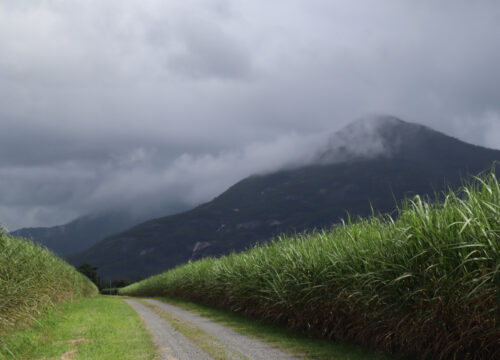 Suitable sugarcane to diversify income and add value