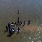 Researchers installing longlines for oysters on Groote Eylandt, NT