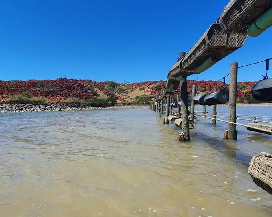 oyster farm in the Pilbara, WA