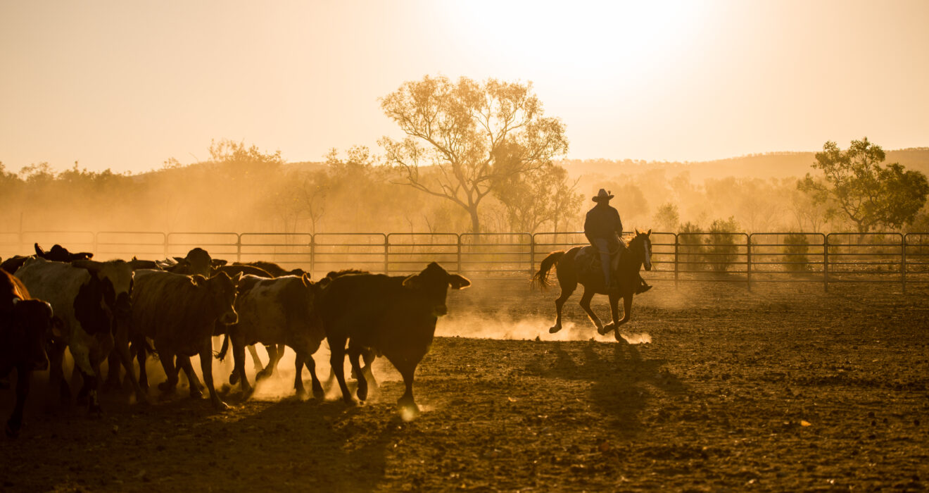 cattle muster in the NT