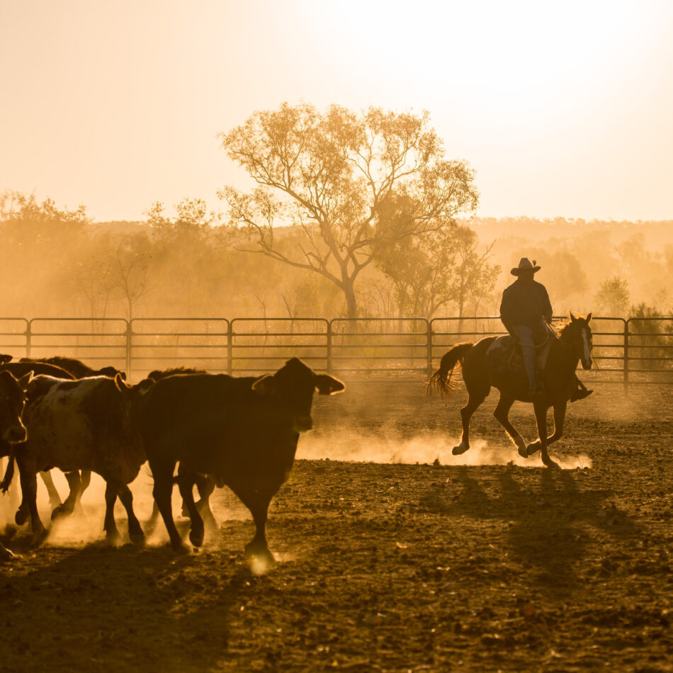 cattle muster in the NT