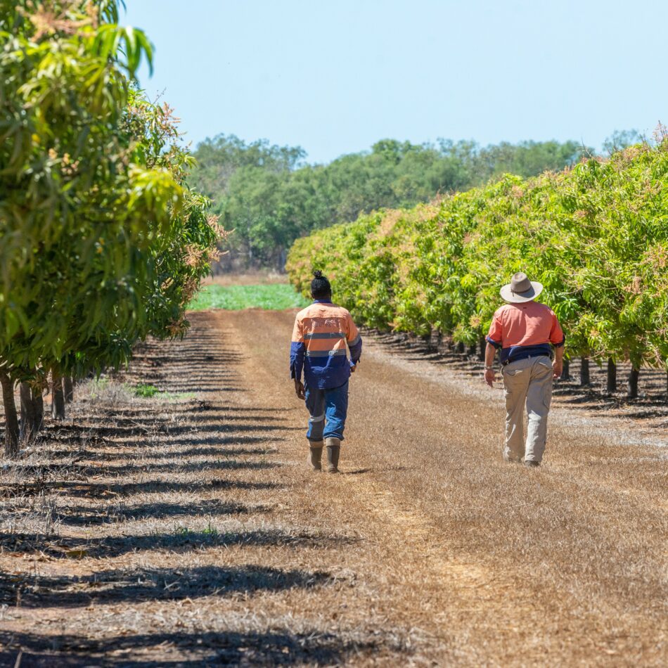 Two men walking through row of mango trees in the NT