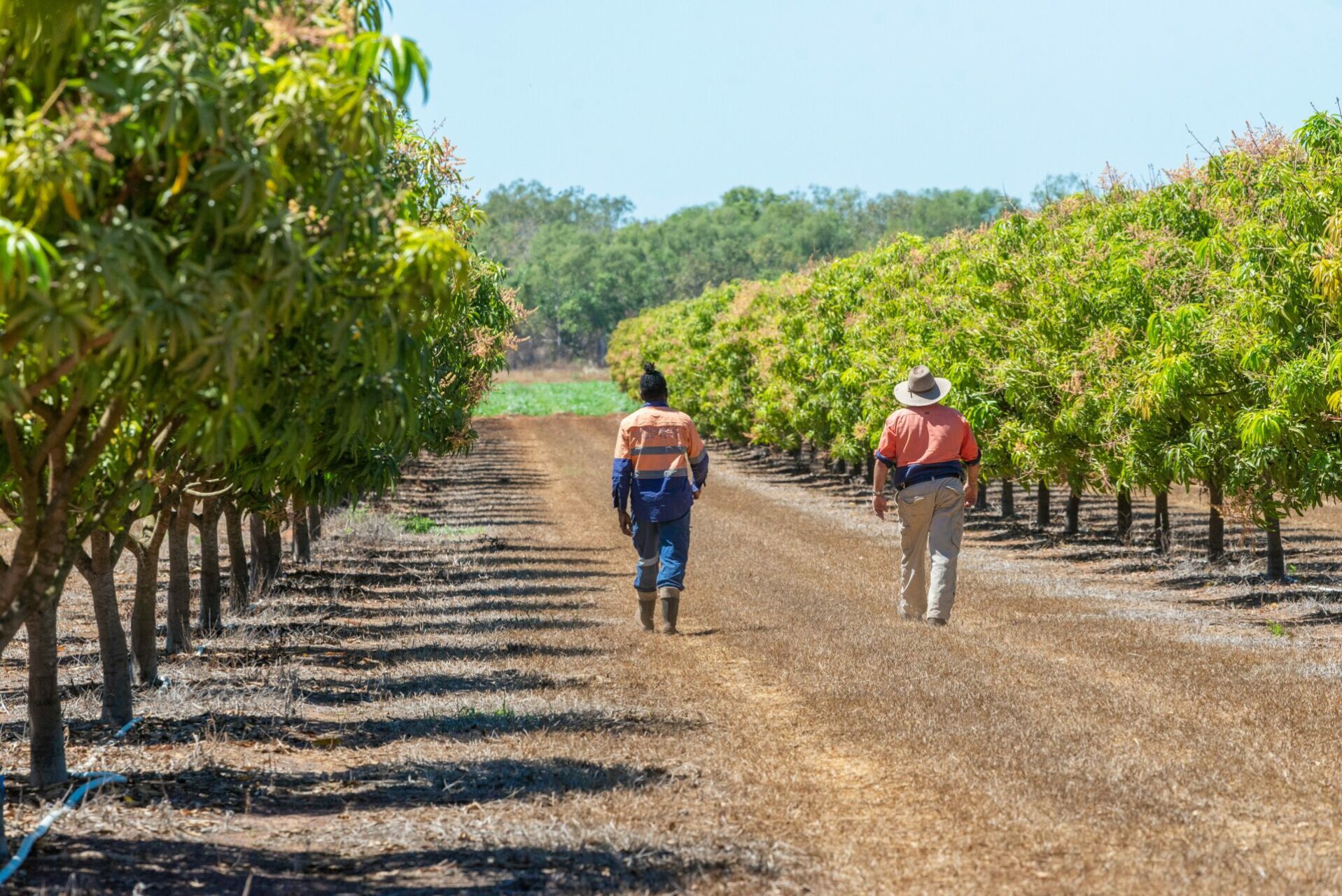 Two men walking through row of mango trees in the NT