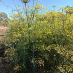 fennel