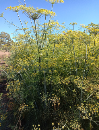 fennel