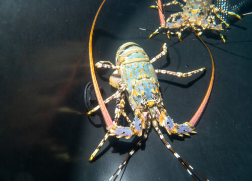 Pioneering Tropical Rock Lobster raft grow-out for Northern Australia