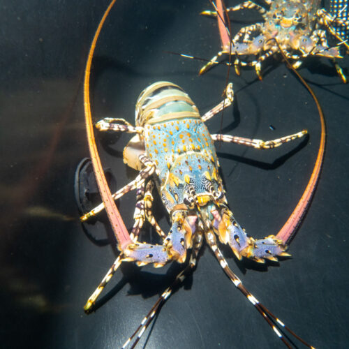 Pioneering Tropical Rock Lobster raft grow-out for Northern Australia