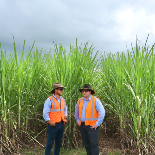 Sugarcane Industry Situational Analysis: Industry consultation and roadmap development