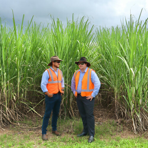 Sugarcane Industry Situational Analysis: Industry consultation and roadmap development