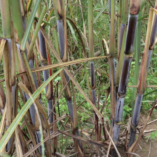 Mackay alternative  sugarcane processing pilot project: equipment and product test sampling phase