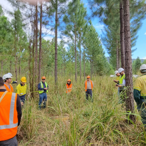 Silvopastoral trials of commercial pine systems in North Queensland