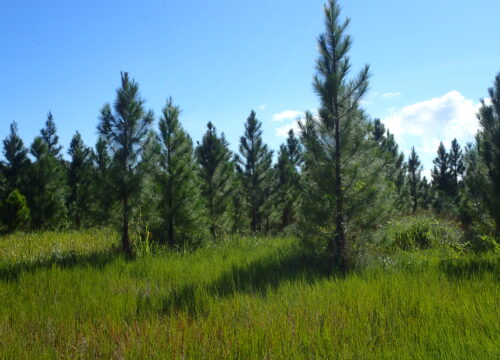 Silvopastoral trials of commercial pine systems in North Queensland