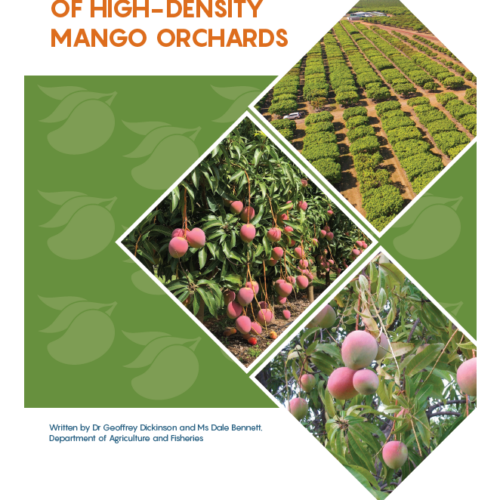 Establishment of high-density mango orchards