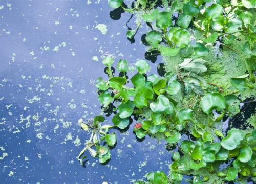 Making Water Work : Integrating nutrient, waste and energy streams in agriculture development through hyacinth harvest and processing