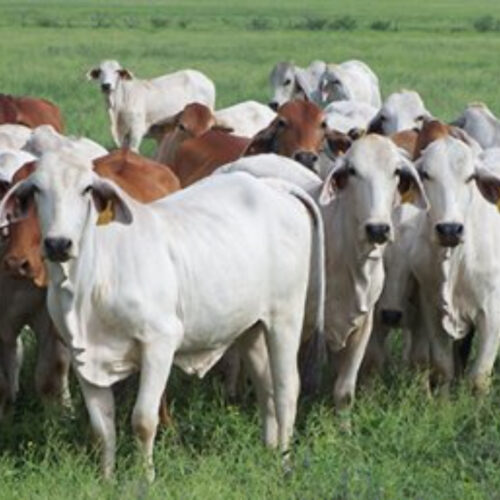 Cotton Grains Cattle program: Intensification of northern cattle production in WA