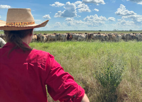 Cotton Grain Cattle program: Crops for cattle