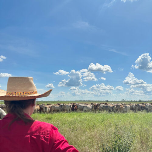 Crops for cattle – Increasing the efficiency of north Australian cattle production systems using local crops to improve dry season weight gain.