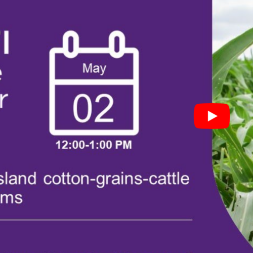 Webinar – North Queensland cotton, grains and cattle farming systems