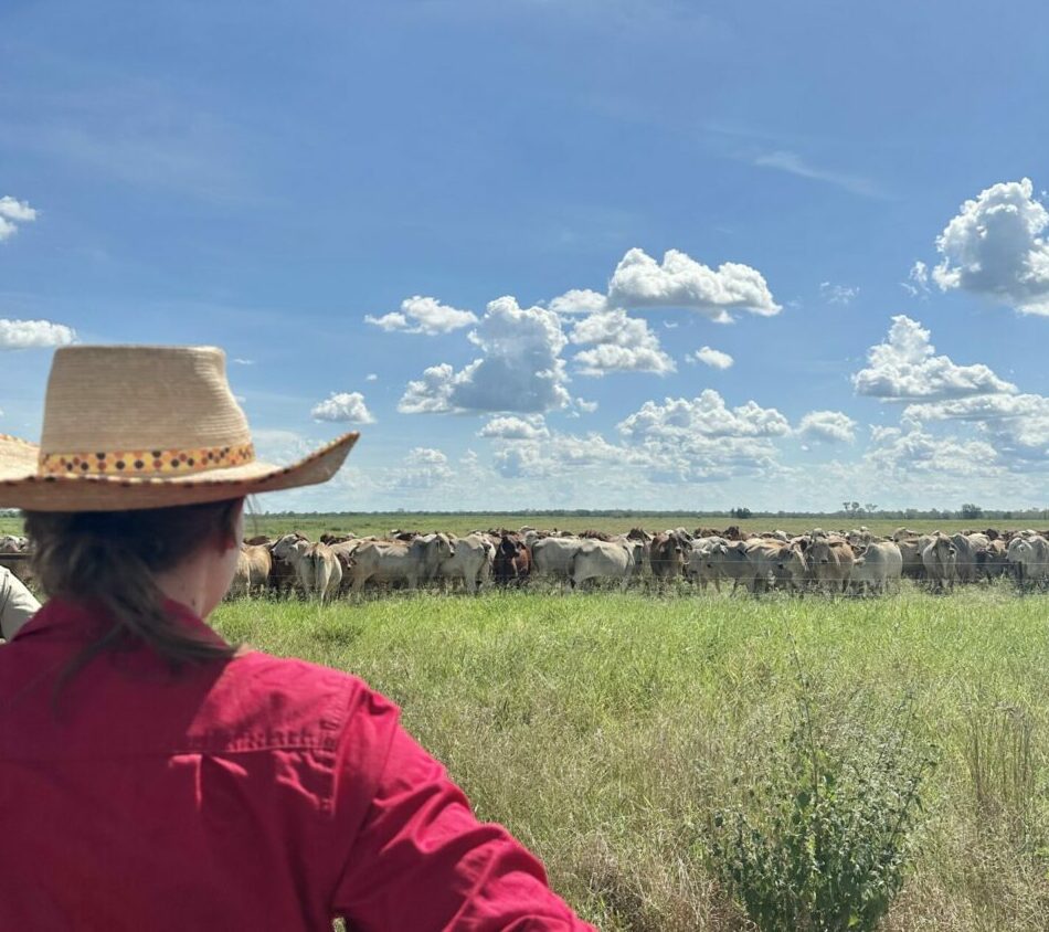 Cattle, Grains, Cotton program image of pastoralist observing cattle in the Northern Territory 