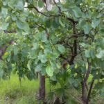 Migorayi (Kakadu-Plum) at Delye Outstation, NT.