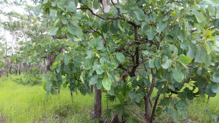 Migorayi (Kakadu-Plum) at Delye Outstation, NT.