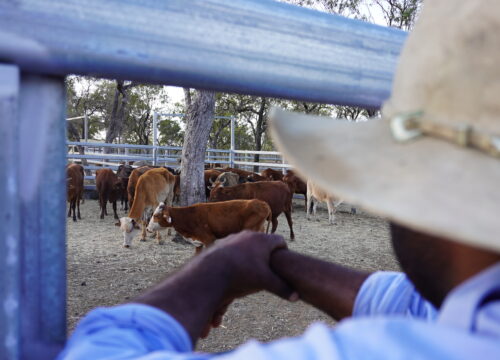 Business on Country: Demonstrating feasibility of developing high value products from low value herds on Indigenous land