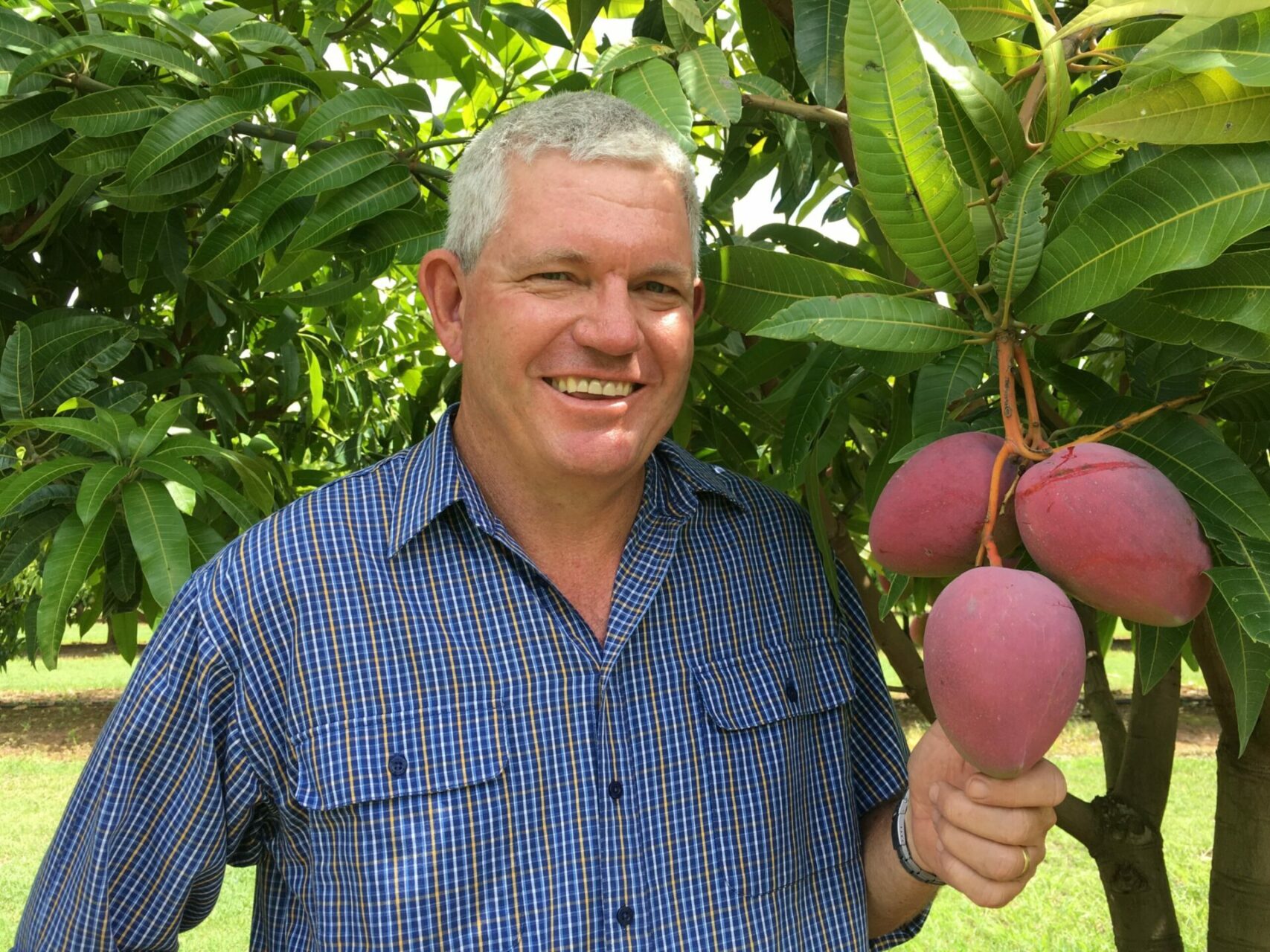 Dr Geoff Dickinson standing next to a mango tree